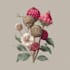draw botanical flower illustration with color