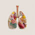 create high quality medical and anatomical illustrations