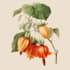 create professional botanical flower illustrations