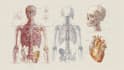 do medical, human anatomy and scientific illustrations