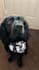 do pet ugc and pet pov