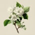 draw a botanical illustration
