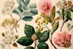 paint botanical and scientific illustrations