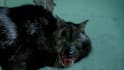 create 3d creature horror animation and animal vfx compositing