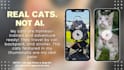 create authentic cat ugc video ads for your pet brand