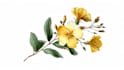 drawn botanical illustration, flower, plant