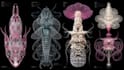 do medical and scientific illustrations