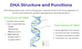 create biology notes, illustrations and canva presentations