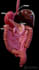 professional 3d medical animation 3d scientific visuals 3d  anatonmy animation