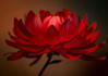 professionally critique your flower photography