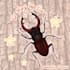 illustrate cute silly insects