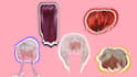 hair model items head scalp 3d