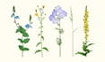 create detailed realistic botanical vector illustrations