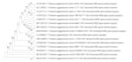 create phylogenetic trees using mega, r, or bioinformatics tools