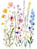 do a botanical illustration