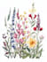 hand paint botanical illustrations