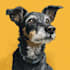 draw pet portrait into cartoon disney