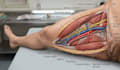 do 3d medical illustration