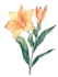hand paint botanical illustrations