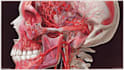 create medical illustration and diagram
