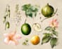 illustrate best botanical illustration