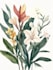 illustrate best botanical illustration