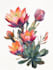 draw botanical food illustration art