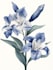 hand paint botanical illustrations