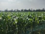 provide expert crop consultancy and farming solutions