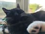 feature my tuxedo cute cat on video