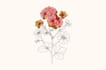 create botanical line art illustration, flower  illustration