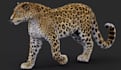 remodel 3d custom fantasy creature,vfx mammal, leopard model,xgen hair grooming
