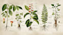 do a botanical illustration