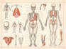 create high quality medical and anatomical illustrations