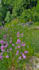 develop ecological garden concepts