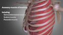 do 3d medical anatomy animation for student projects, presentations and research