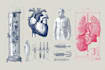 do medical, human anatomy and scientific illustrations