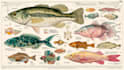 draw a scientific illustration