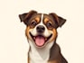 make custom pet portrait, dog portrait, cat portrait art
