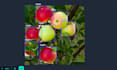 do image annotation, bounding box, segmentation, and data labeling