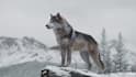 create realistic 3d animal cgi animation and vfx compositing