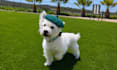 create unique and engaging dog focused ugc content