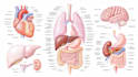 hand draw anatomy illustrations for publications