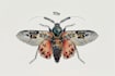 do scientific insect illustration