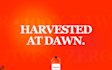create an interactive website for your beverage launch