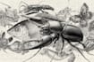 do medical and scientific illustrations