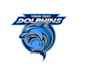 create a modern dolphin logo t shirt design