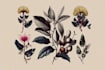draw custom botanical illustrations