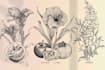 do best botanical line art illustration