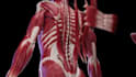 do 3d medical device animation 3d medical explainer 3d surgical device animation